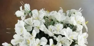 Perpetual Blooms